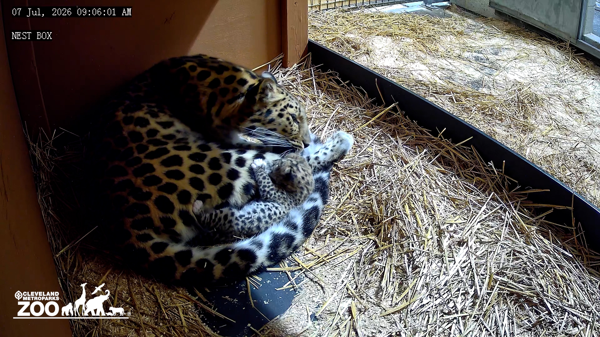 Cleveland Metroparks Zoo today announced the birth of an Amur leopard, the first birth of the species at Cleveland Metroparks Zoo in its 144-year history and also the first Amur leopard born among Ohio zoos. One of the world’s rarest and most critically endangered species, fewer than 100 Amur leopards likely remain in the wild.