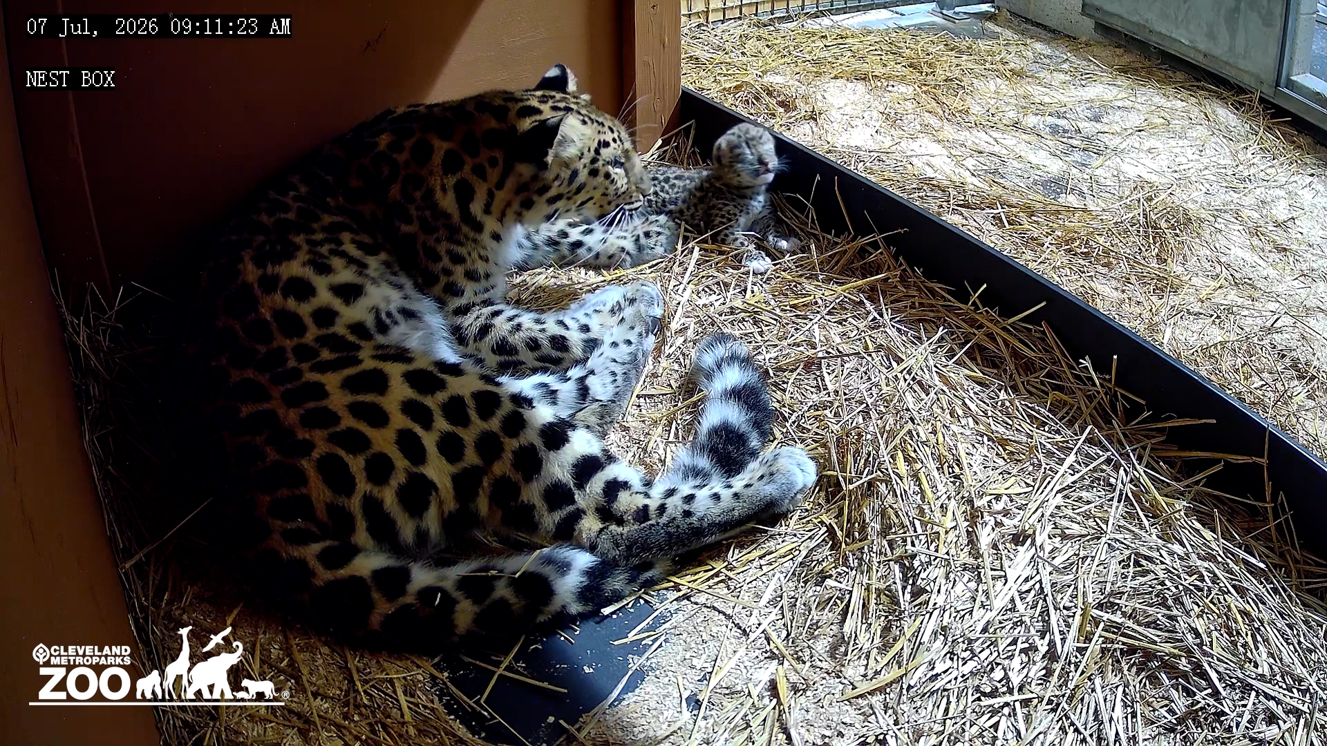 Cleveland Metroparks Zoo today announced the birth of an Amur leopard, the first birth of the species at Cleveland Metroparks Zoo in its 144-year history and also the first Amur leopard born among Ohio zoos. One of the world’s rarest and most critically endangered species, fewer than 100 Amur leopards likely remain in the wild.