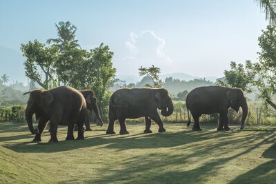 Sumatran elephants at Bali Zoo’s Elephant Explorer experience