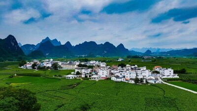 Photo shows verdant mulberry parks in an ecological demonstration zone located in Desheng Town of Yizhou District in Hechi City of Guangxi Zhuang Autonomous Region. (Photo by Wang Xinyuan)