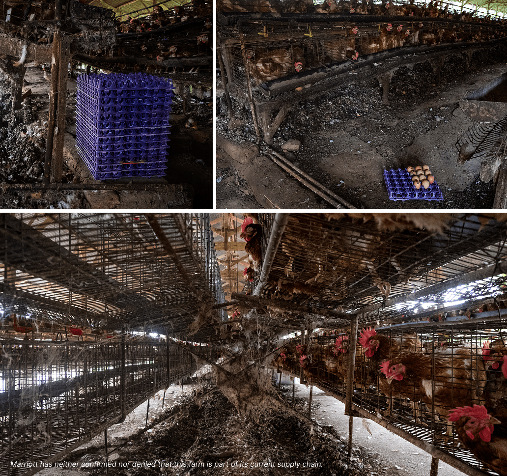 Clockwise from top left: egg trays stored at floor level surrounded by excrement; accumulated waste and debris beneath the cages; the interior of the battery cage facility showing waste buildup and cobwebs across cage structures. Photos: Resha Juhari / INCAF / We Animals.